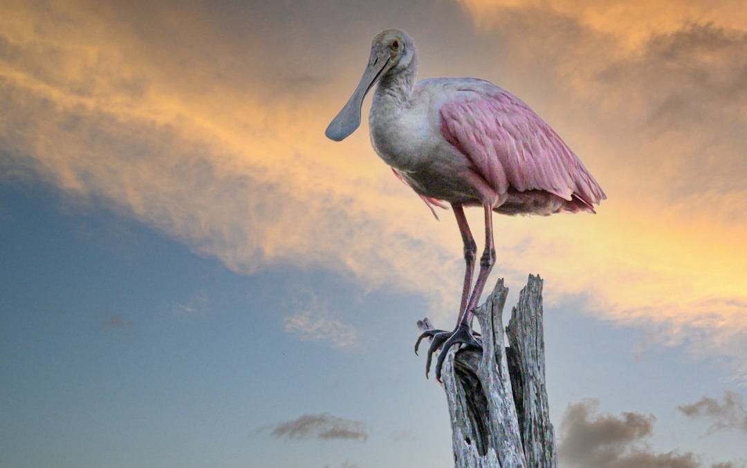 a large bird standing on top of a tree stump a large bird standing on top of a tree stump