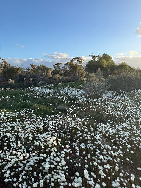 Wildflowers at the Haggerty farm