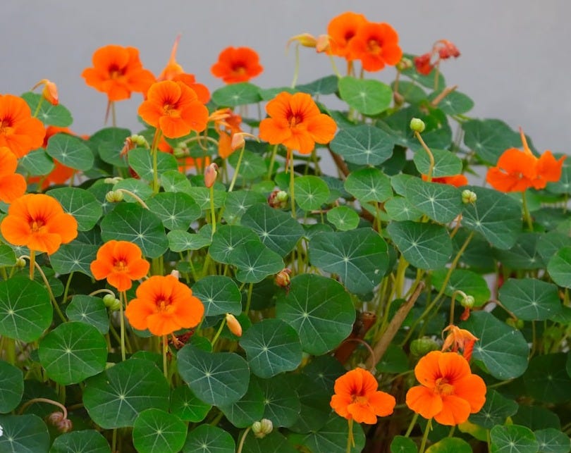 a group of orange flowers