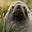 Seebär's avatar