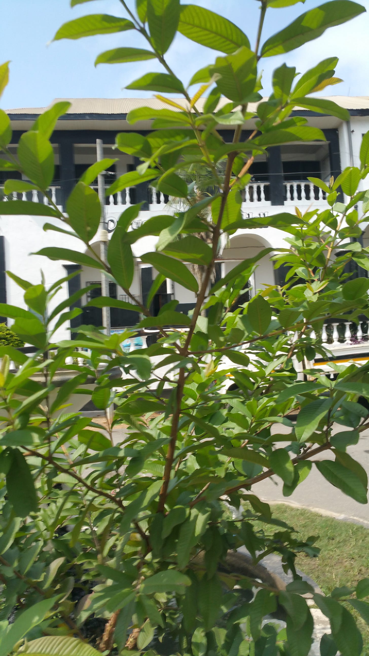 A young guava tree