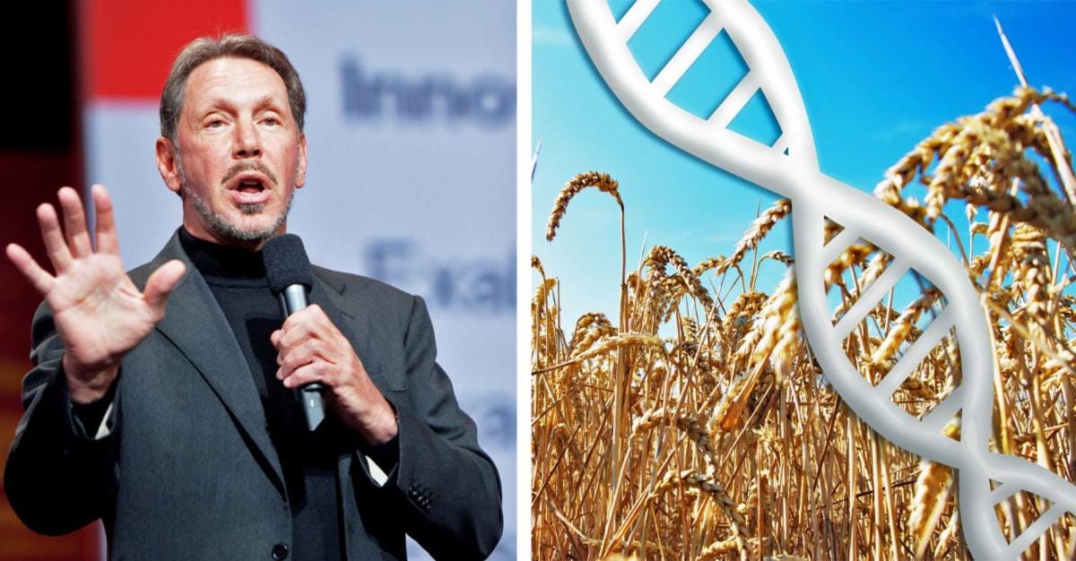 larry ellison and wheat with dna