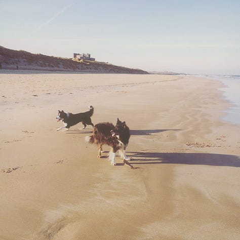 Three photographs from Northumberland, January 2017: a long-haired collie standing in open grassland at Ad Gefrin, the Cheviot Hills rising against a sun-flared sky; a frost-covered lane lined with bare winter oaks, early morning light breaking through the trees in rays; and two border collies running on the wide sands of Bamburgh Beach with the castle on the dunes behind them.