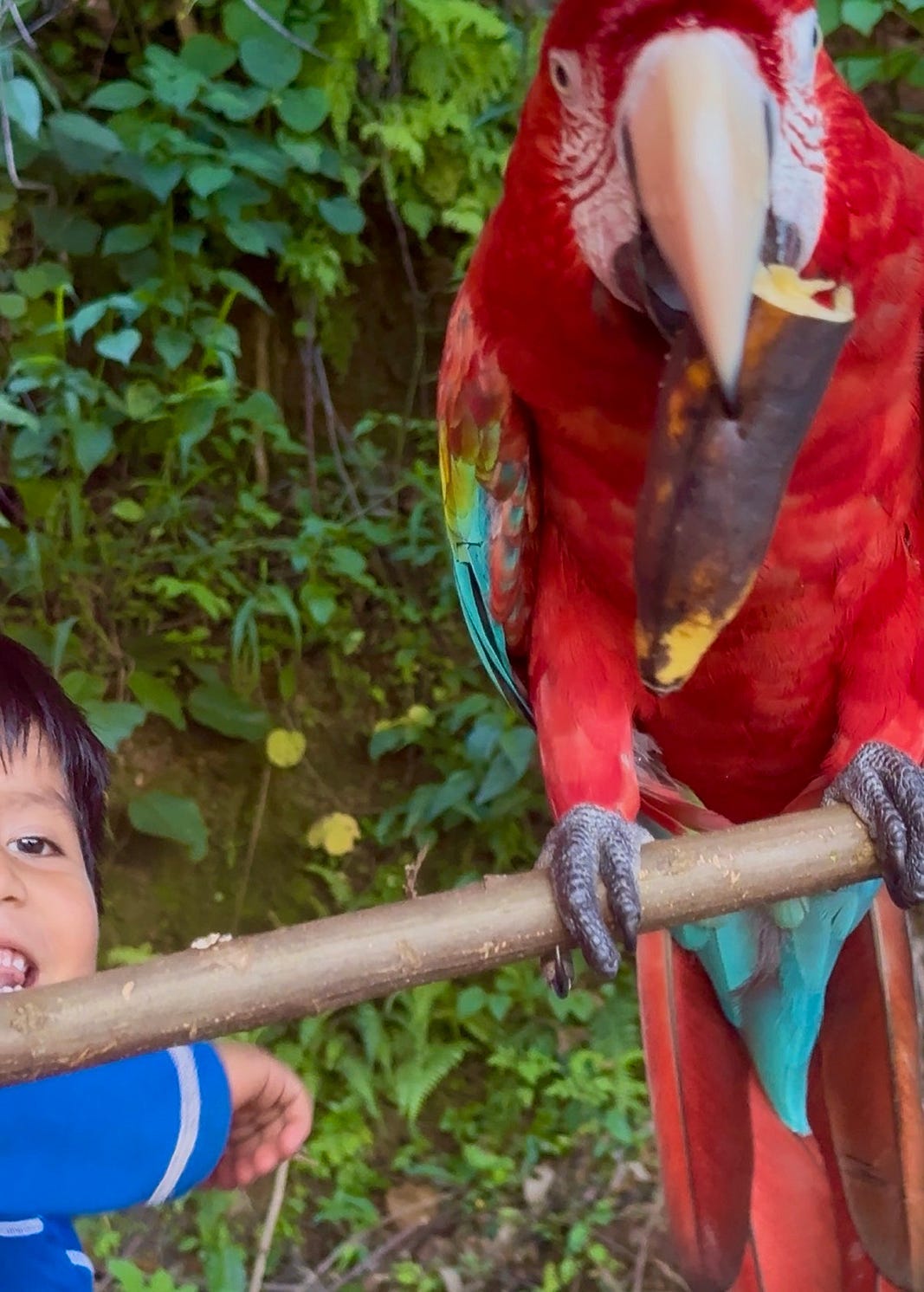 A bird, a banana, and a questionably-intentioned tyke / taken by author