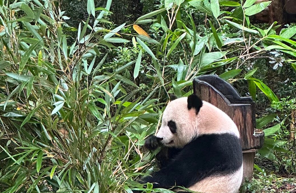 1 Week Itinerary: Chongqing & Chengdu, China - Ali's Travel Diary