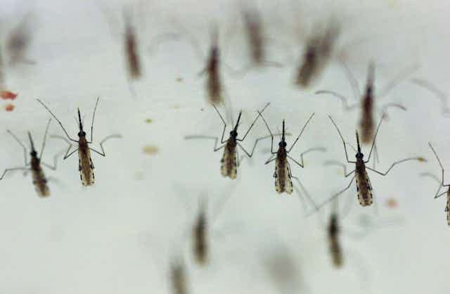 Mosquitoes Mosquitoes