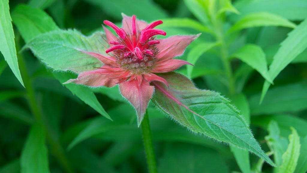 Scarlet Beebalm (Monarda) Scarlet Beebalm (Monarda)