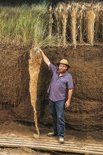 Kernza - Perennial Wheat
