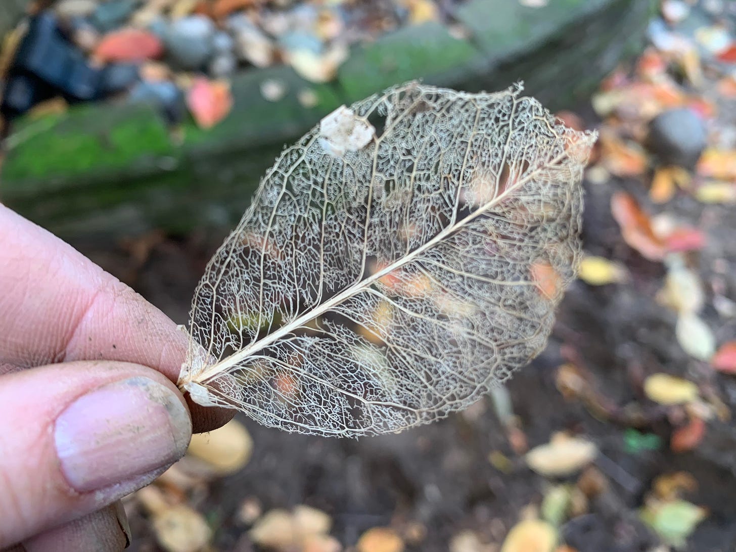 Two fingers pinch the stem of a leaf skeleton, against a grey and green background.