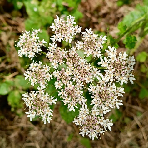 Hogweed flowerhead; hogweed flowerhead seen from below, looking up to the sun, light illuminating the detailed flowers; hogweed freshly gone to seed, tight spills of green.