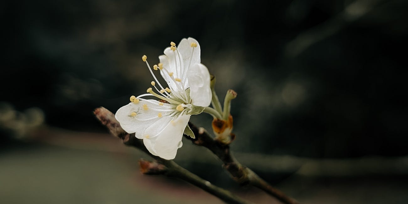 In My Cottage Garden: March 2025