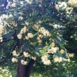 lindenflower lindenflower