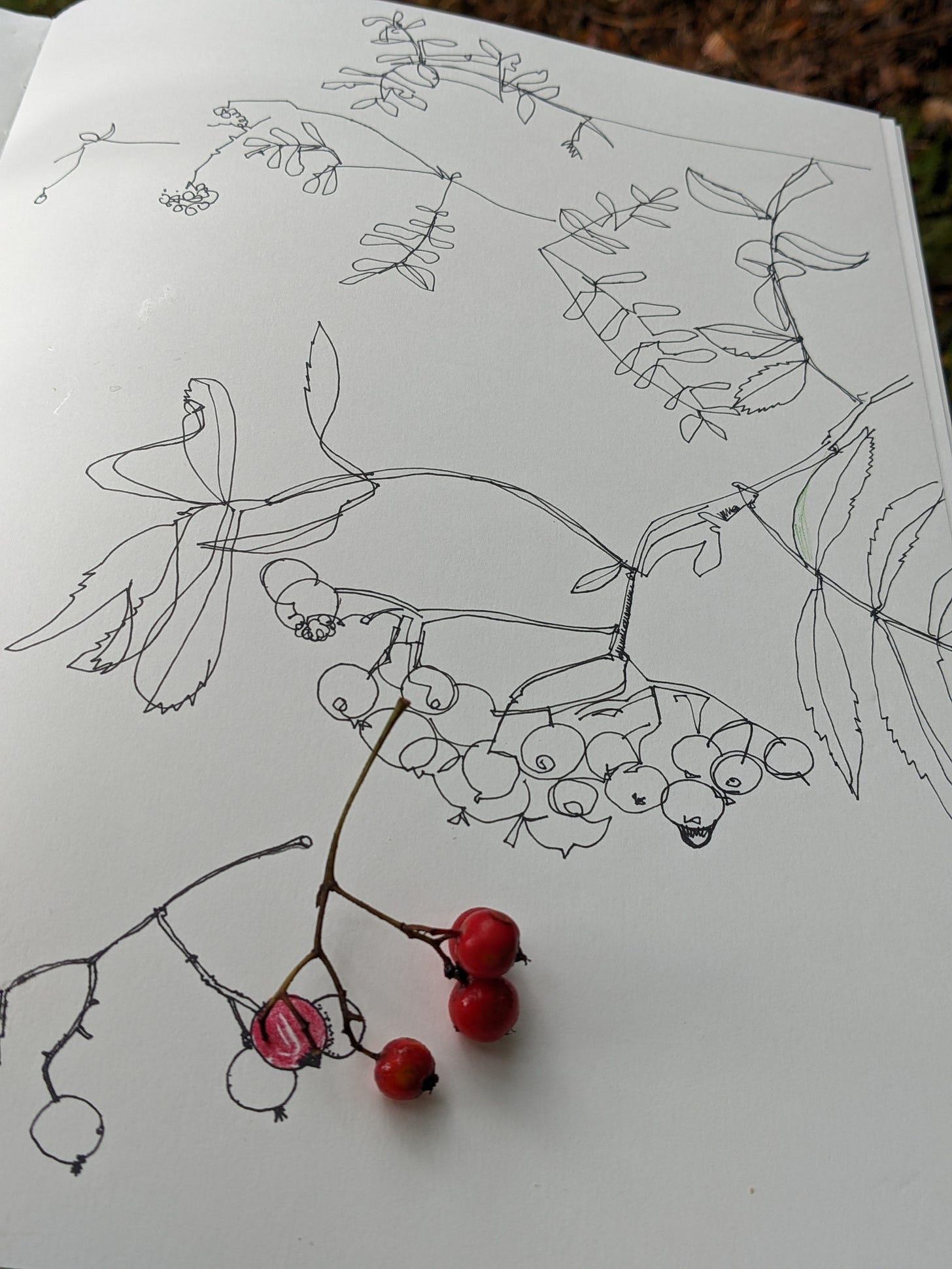 drawing rowan berries
