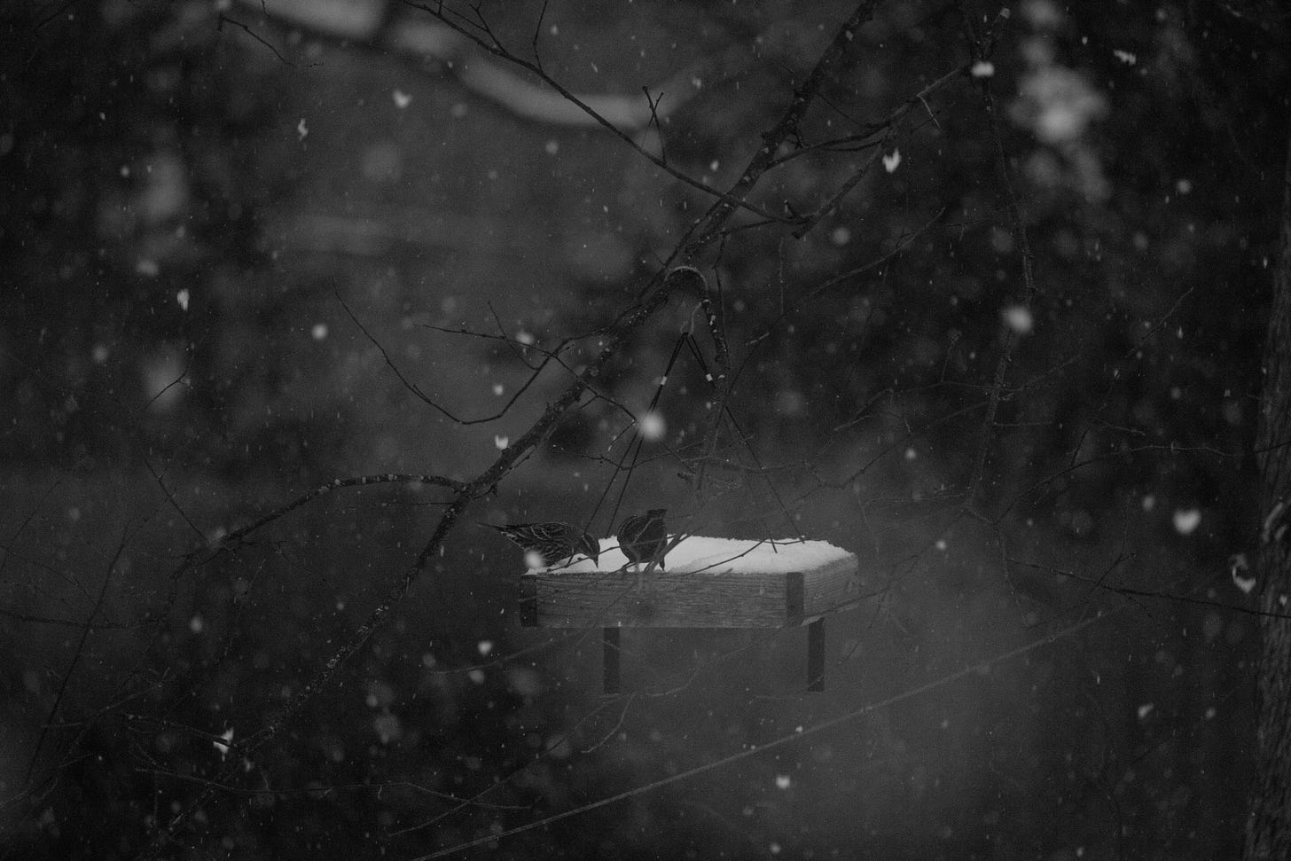 A black and white photo that is mostly dark, with big white snowflakes falling across the image. In the near distance is a platform bird feeder with snow on it and two red-winged blackbirds pecking at the snow (or seeds under the snow)