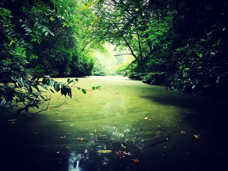 One of our water habitats at Mamhead Park South, the lake, which feeds into our stream and bog habitats. One of our water habitats at Mamhead Park South, the lake, which feeds into our stream and bog habitats.