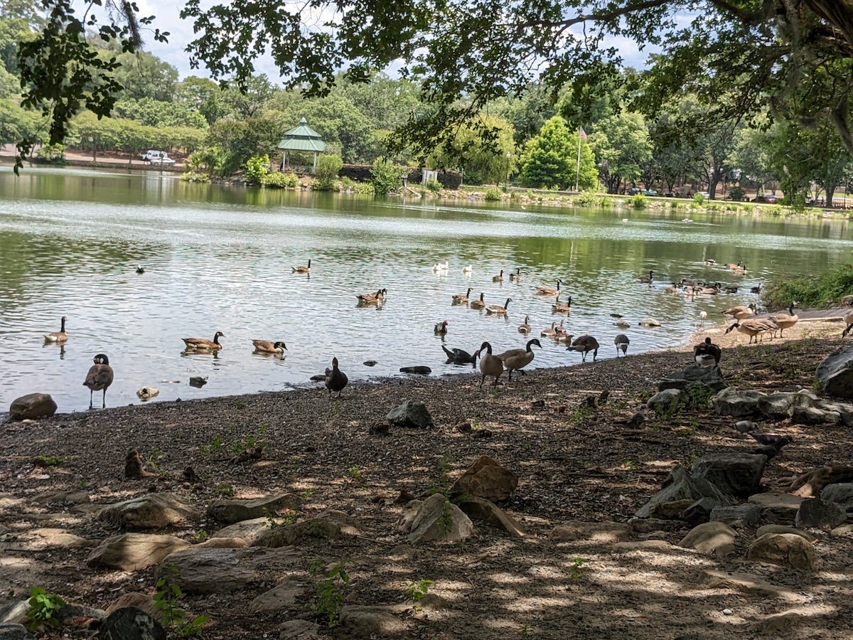 Geese and ducks
