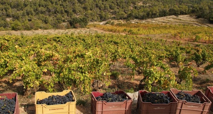 grenache at vinyes domenech grenache at vinyes domenech