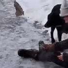 Blood-Soaked Wife of Woman Shot by ICE Agent Cries "I Made Her Come Down Here, It’s My Fault" in Video at the Scene