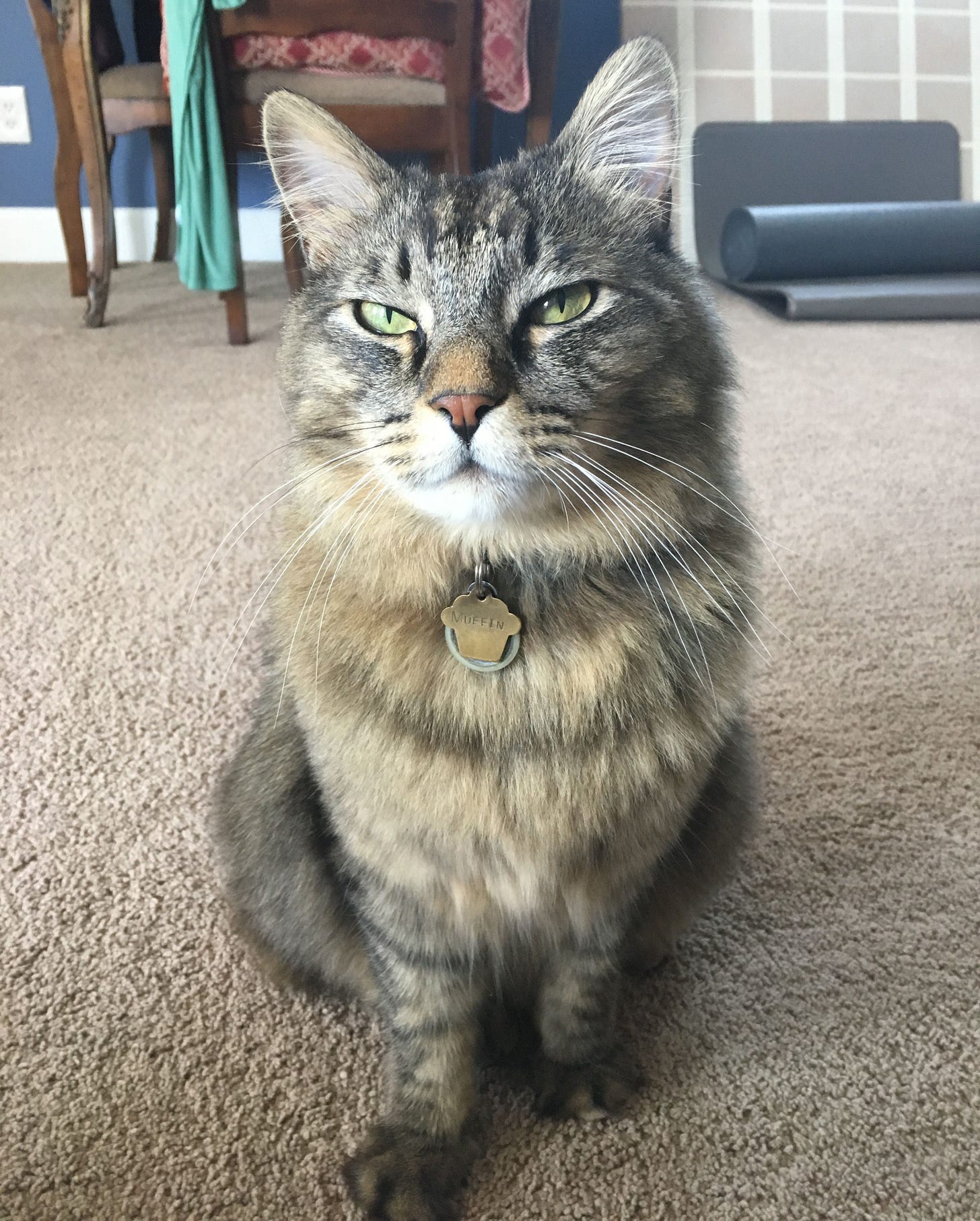 A majestic tabby cat named Muffin sits regally on a carpeted floor, exuding an air of calm superiority. Muffin's green eyes are half-closed in a relaxed, slightly judgmental gaze. Their fluffy coat features rich brown and black stripes, and a name tag dangles from the collar, catching the light. A majestic tabby cat named Muffin sits regally on a carpeted floor, exuding an air of calm superiority. Muffin's green eyes are half-closed in a relaxed, slightly judgmental gaze. Their fluffy coat features rich brown and black stripes, and a name tag dangles from the collar, catching the light.