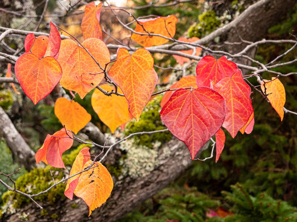 fall leaves
