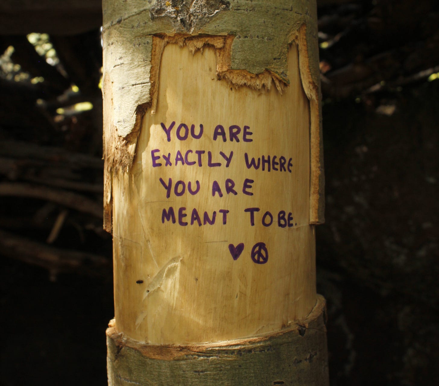 a tree with "you are exactly where you are meant to be" written on it