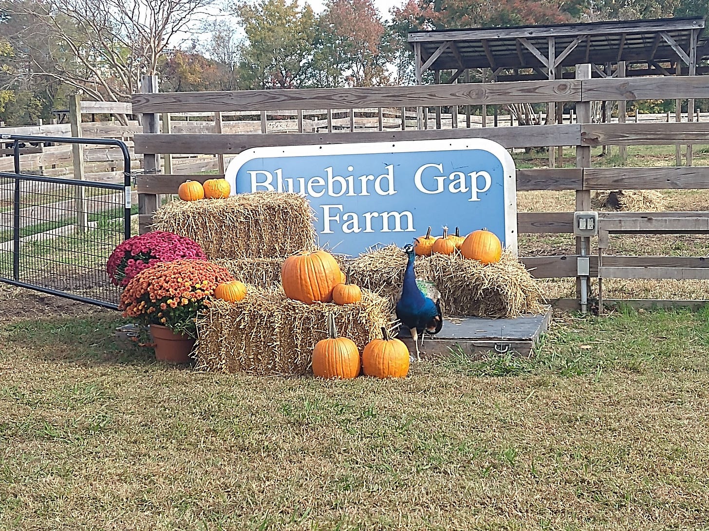 Bluebird Gap Farm Sign Bluebird Gap Farm Sign