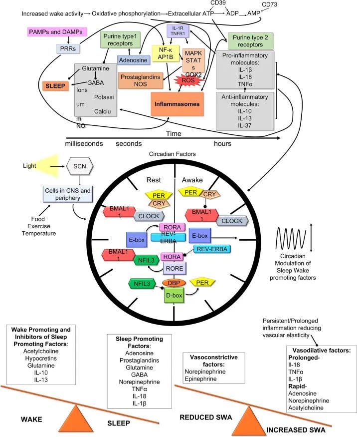 Model of how inflammatory sleep regulatory molecules can modulate neurotransmitters and physiological functions of the brains vasculature to affect sleep and/or SWA. how do you fall back asleep