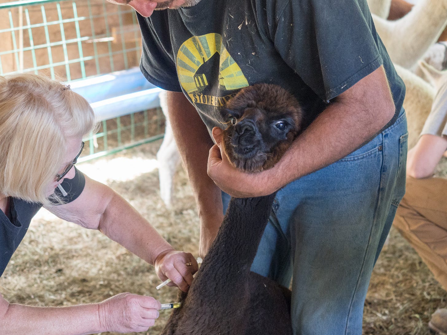 shots for the Alpacas