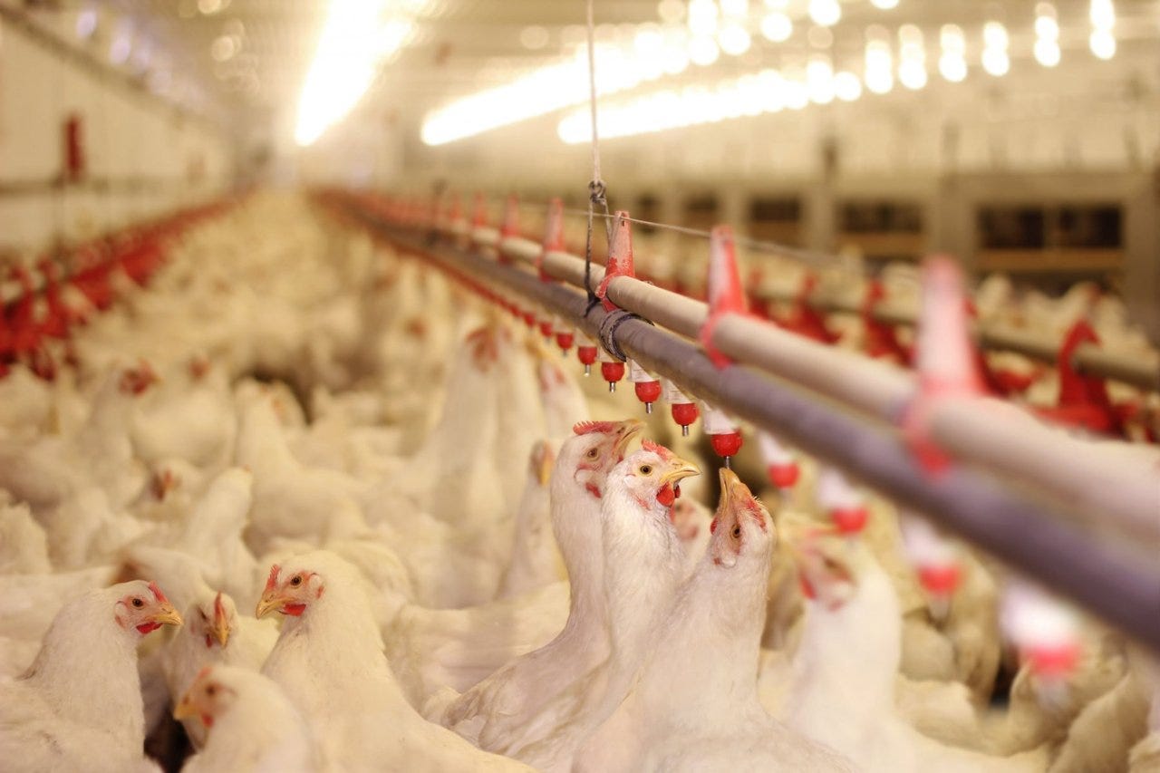 No Future for Factory Farming | World Animal Protection