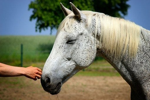 Horse, Horse Head, Hand