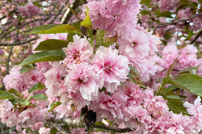 Cherry tree, Sixburnersue
