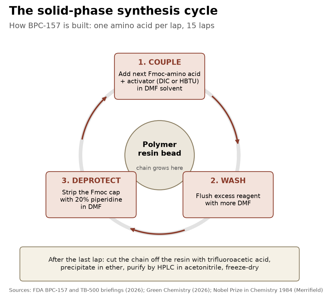Diagram of the solid-phase peptide synthesis cycle: couple, wash, deprotect, repeat, then acid cleavage