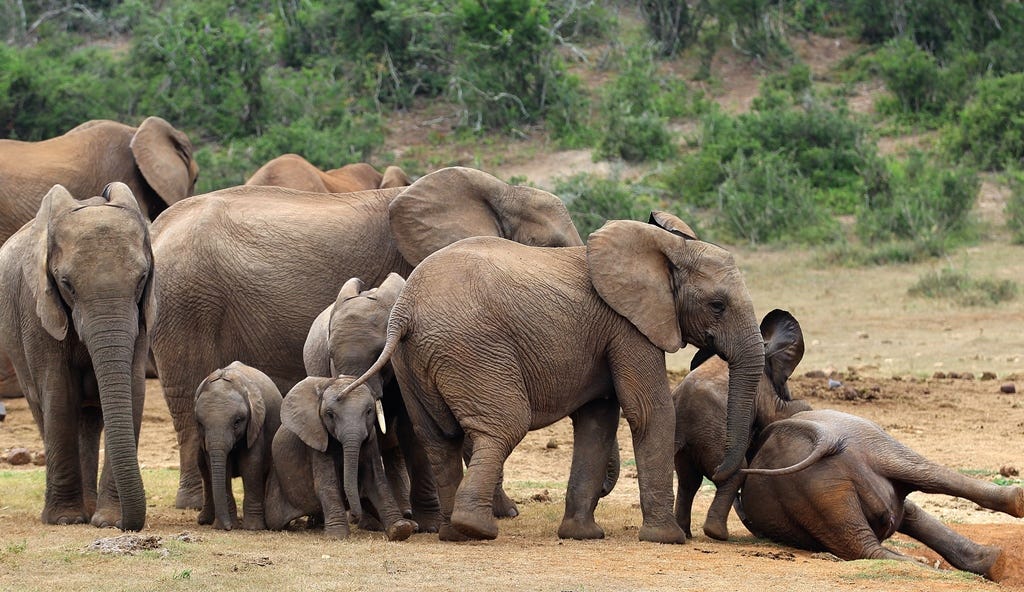 elephants playing around elephants playing around