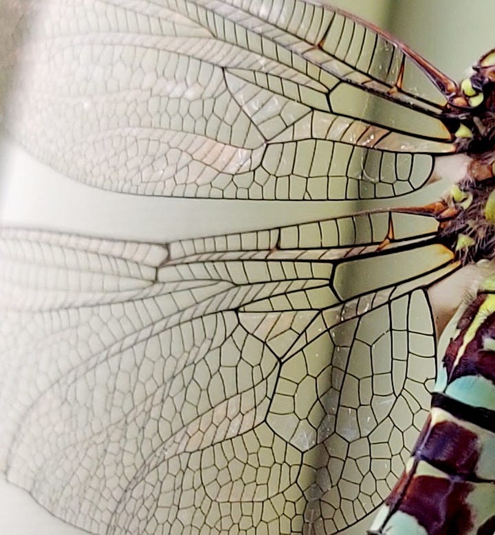 Southern hawker dragonfly