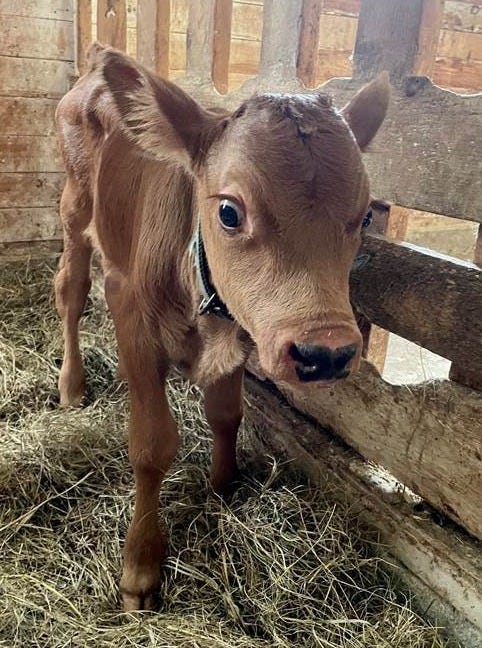 A calf in a barn

AI-generated content may be incorrect.