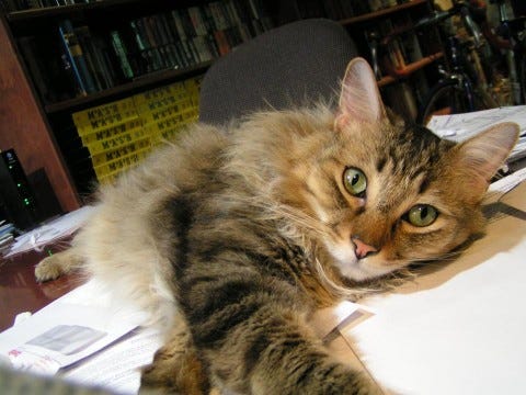 Chase_Desk_Declawing_Cats Chase_Desk_Declawing_Cats