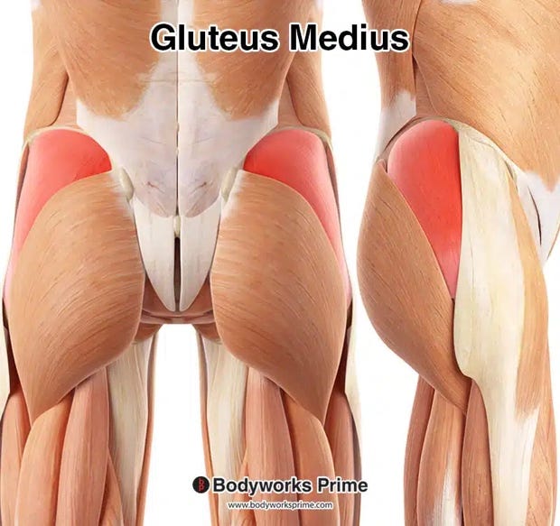 Gluteus Medius Muscle Anatomy - Bodyworks Prime