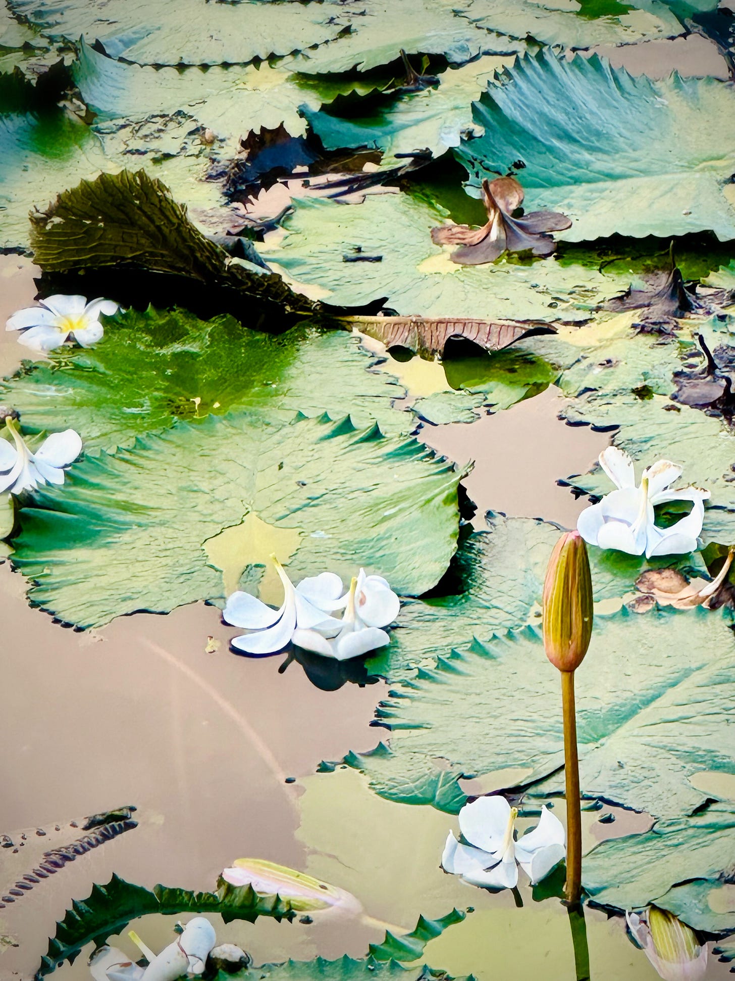 beautiful lotus pond in Bali