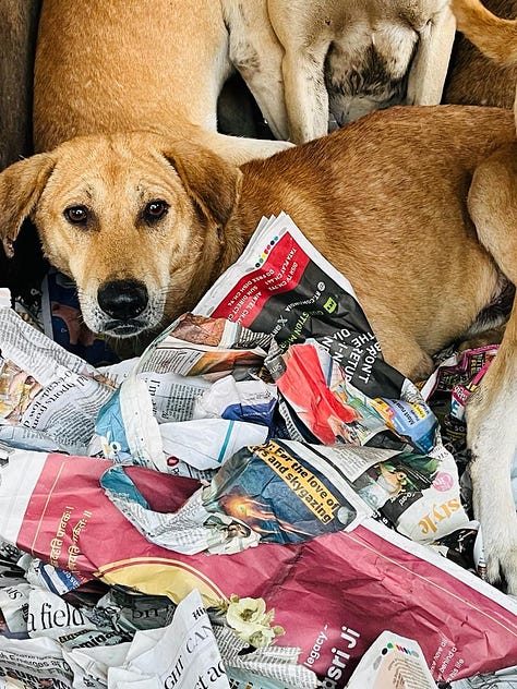 Images of adorable doggos being transported for their spay/neuter and vaccination.