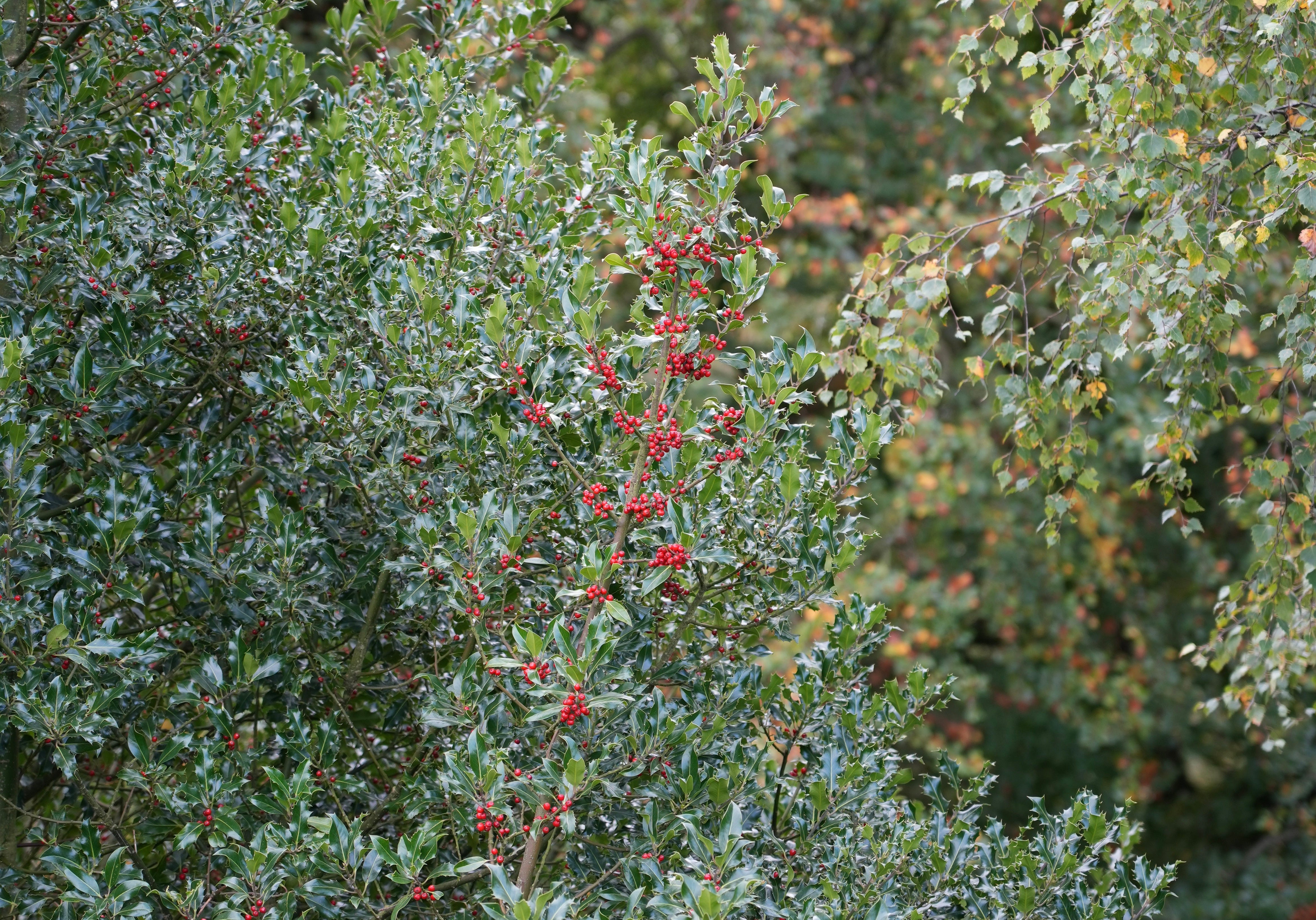 Ilex aquifolium | holly