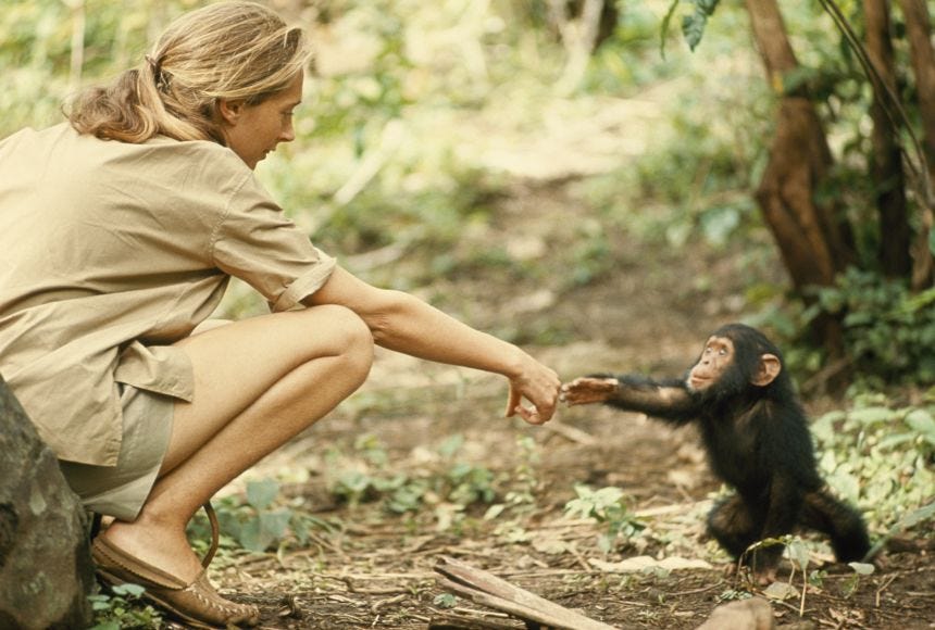 A woman in khaki clothing crouches in a lush forest, gently extending her hand toward a young chimpanzee. The chimp, sitting on the ground, reaches back to touch her fingertips. Sunlight filters through green leaves, illuminating the quiet moment of trust and connection between human and animal.
