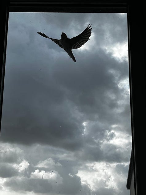 Swallows doing acrobatics viewed from a window.