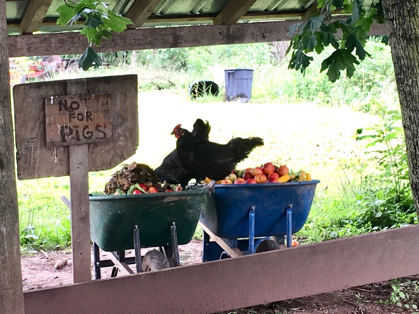 Pigs are not allowed in the compost, but there's not much we can do to prevent the free-range chickens getting in there.