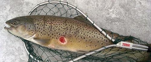 Brown trout in a net on ice with a bloody sea lamprey wound Brown trout in a net on ice with a bloody sea lamprey wound