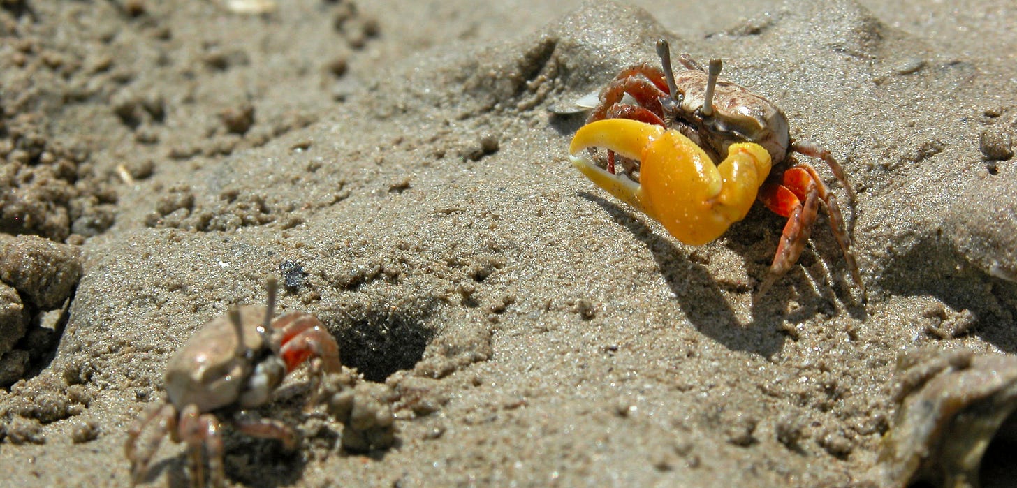 The Confusing Social Lives of Fiddler Crabs | Hakai Magazine