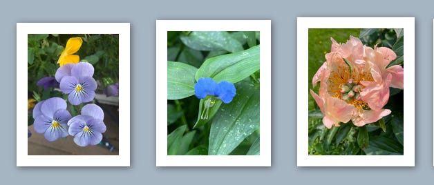 A set of three photographed flowers, the first are lavender and yellow johnny jump-ups, the second is blue Asiatic Day Flowers, and the third is a wispy peach colored peony with fuzzy seed pods in the center. Inspiration from Artist Elizabeth Domogala's garden.