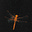 Bilal's avatar