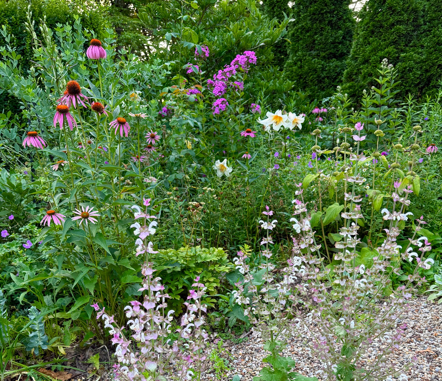 Clary sage in the path, its favorite place to grow. 