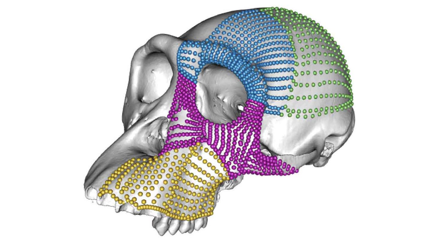 Image of a chimpanzee skull with hundreds of anatomical semilandmarks highlighted in four colors on different parts of its surface