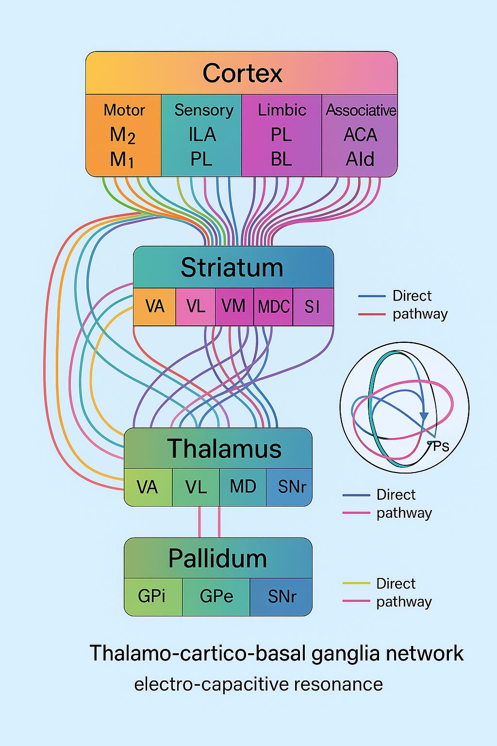 The Brain’s Hidden Architecture: A Single Diagram That Redraws Neuroscience